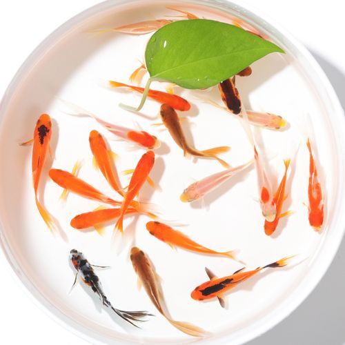 龍鳳錦鯉品種圖片大全圖