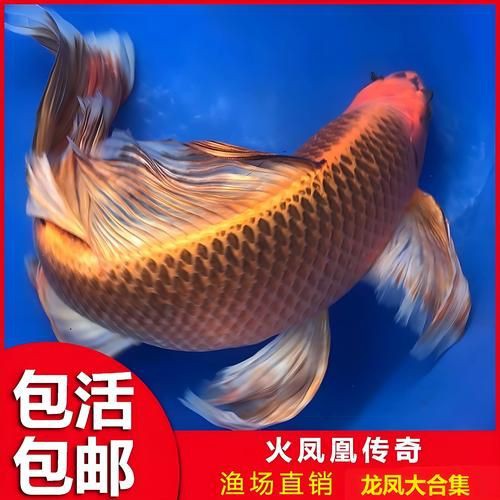 龍鳳錦鯉品種圖片大全圖