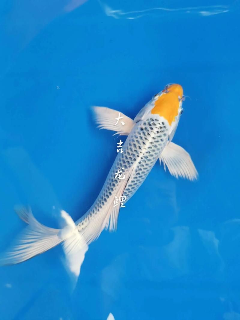 龍鳳錦鯉品種圖片大全圖