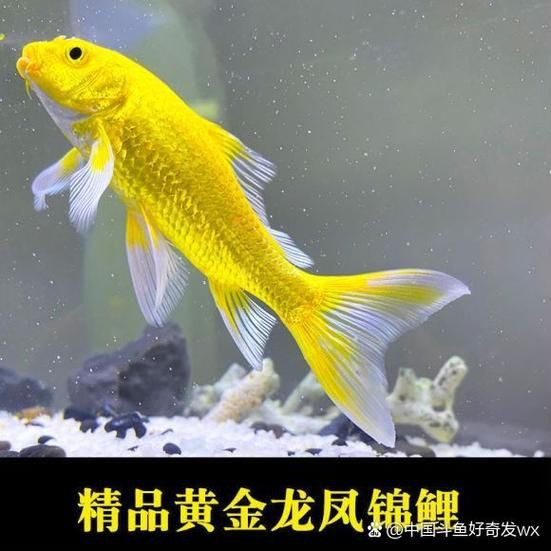 龍鳳錦鯉品種圖片大全圖