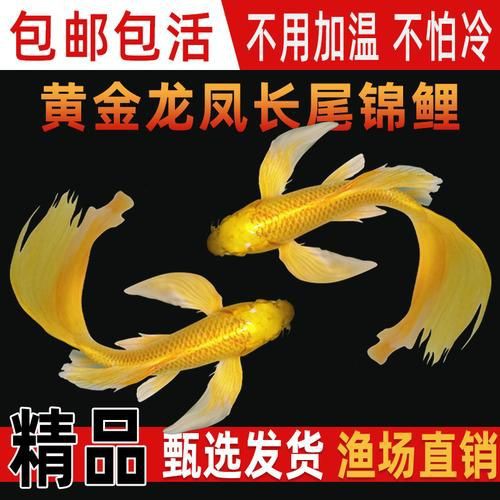 龍鳳錦鯉品種圖片大全圖