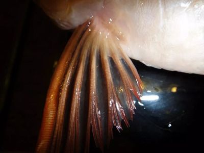 龍魚胸鰭根部下面紅腫是由于多種原因引起的，治療方案需要注意：龍魚胸鰭根部下面紅腫怎么辦