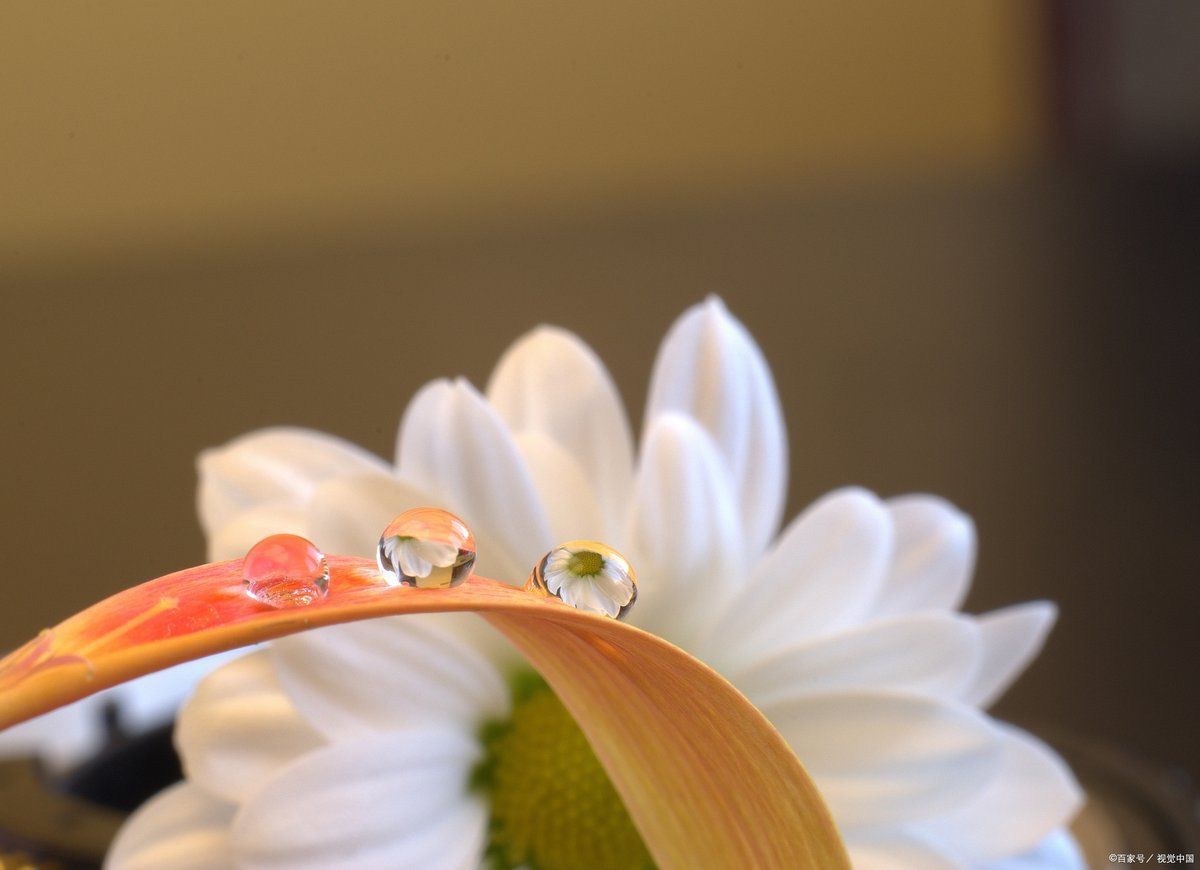 錦鯉的靈性有多強(qiáng)