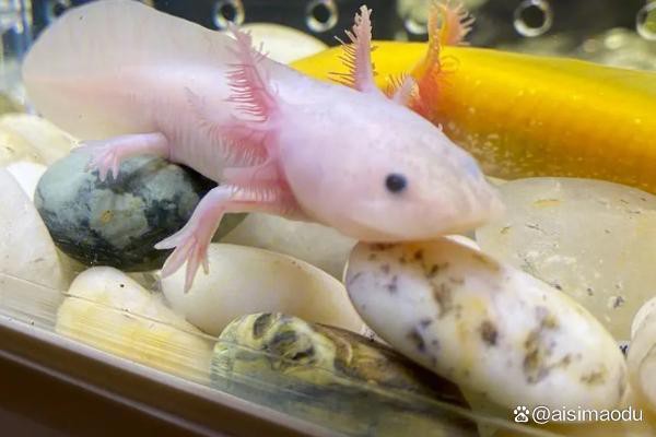 恐龍魚吃什么蟲子長得快