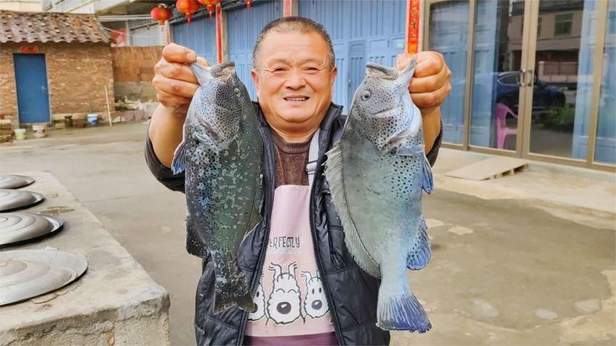 藍(lán)石斑魚(yú)