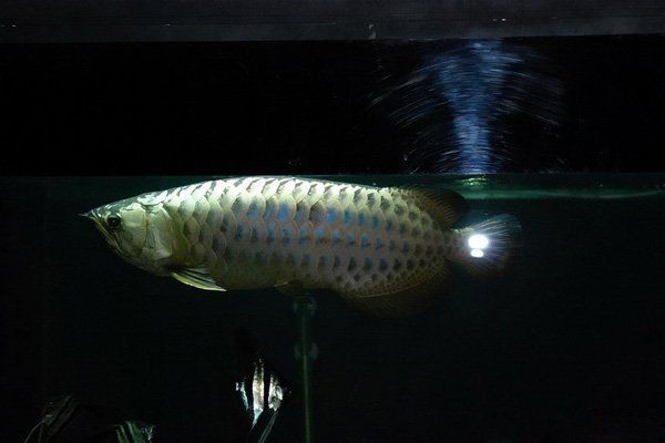 古典過背金龍魚的市場價格是多少？