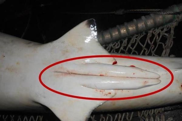 龍魚缸背景圖片大全超清：龍魚缸背景圖高清，打造完美水族景觀的必備元素