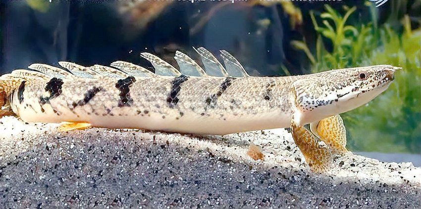 恐龍魚品種和價格表