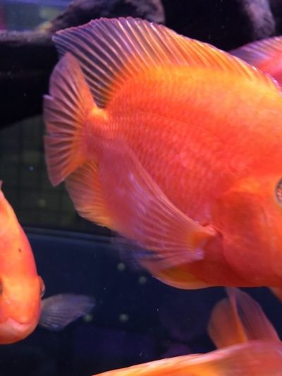 龍魚白點病和水霉病的區別在哪些地方：烏龜白點病和水霉病的區別