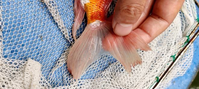 龍魚白點病和水霉病的區別在哪些地方：烏龜白點病和水霉病的區別