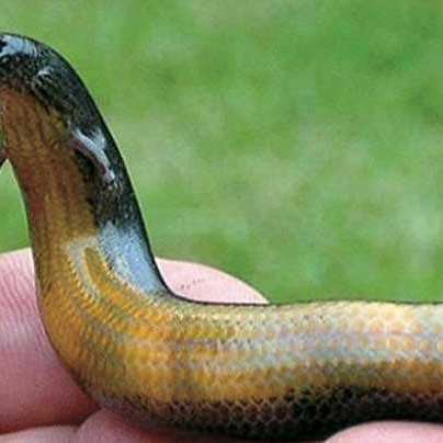 火龍魚喜歡待在什么地方？