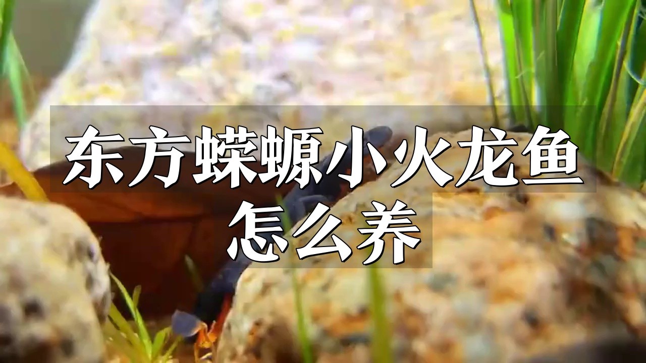 火龍魚喜歡待在什么地方？