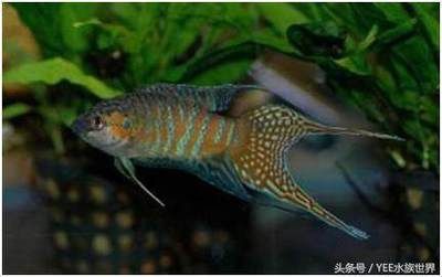 黃藍曼龍魚可以和什么魚一起養【黃藍曼龍魚混養成功案例分析】