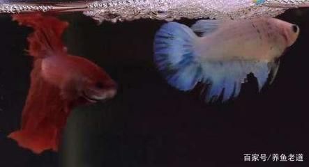 黃藍曼龍魚可以和什么魚一起養【黃藍曼龍魚混養成功案例分析】