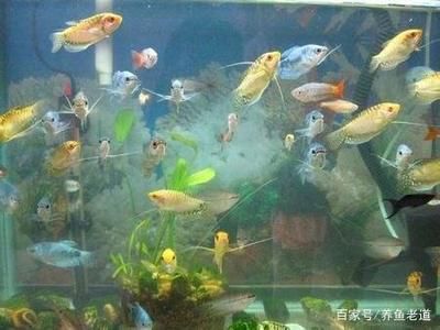 黃藍曼龍魚可以和什么魚一起養【黃藍曼龍魚混養成功案例分析】