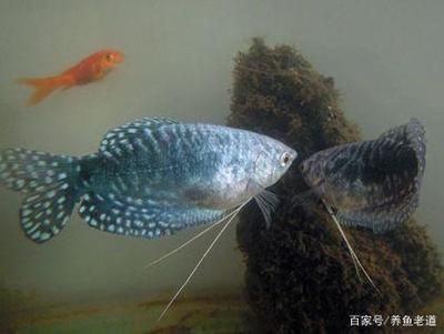 黃藍曼龍魚可以和什么魚一起養【黃藍曼龍魚混養成功案例分析】