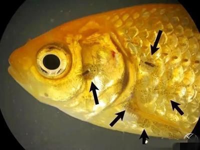 龍魚經常蒙眼怎么回事：龍魚蒙眼怎么辦