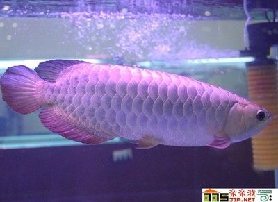 養一條銀龍魚有利風水嘛：養銀龍魚有利風水嗎？