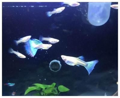 龍魚能吃孔雀魚嗎怎么喂食：龍魚與孔雀魚混養注意事項