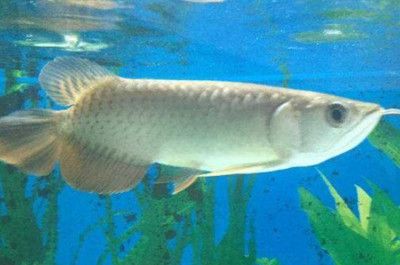 金龍魚沒有氧氣能撐多長時間：金龍魚沒有氧氣的情況下最多可能存活1天