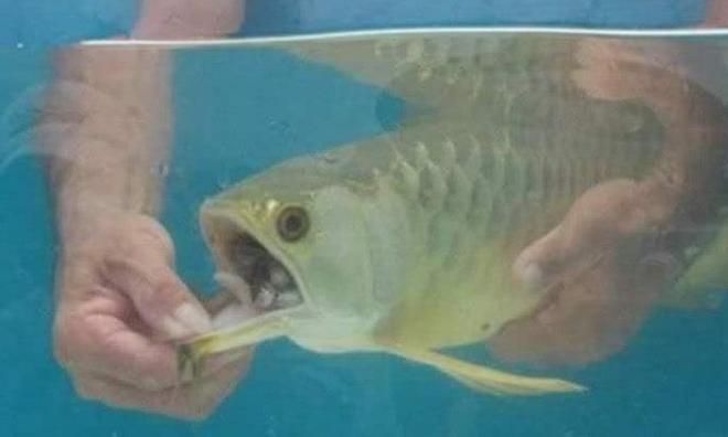 金龍魚繁殖如何受精：金龍魚的繁殖如何受精 金龍魚繁殖如何受精：金龍魚的繁殖如何受精 龍魚百科 第3張