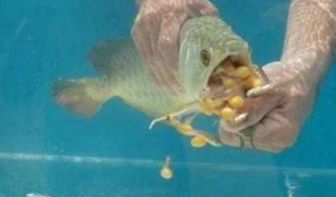 金龍魚繁殖如何受精:金龍魚的繁殖如何受精 龍魚百科 第2張 金龍魚繁殖如何受精:金龍魚的繁殖如何受精 金龍魚繁殖如何受精:金龍魚的繁殖如何受精 龍魚百科 第2張