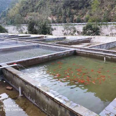 新疆雪龍魚廠家電話