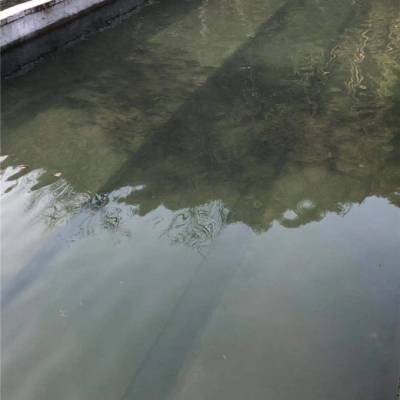 新疆雪龍魚廠家電話
