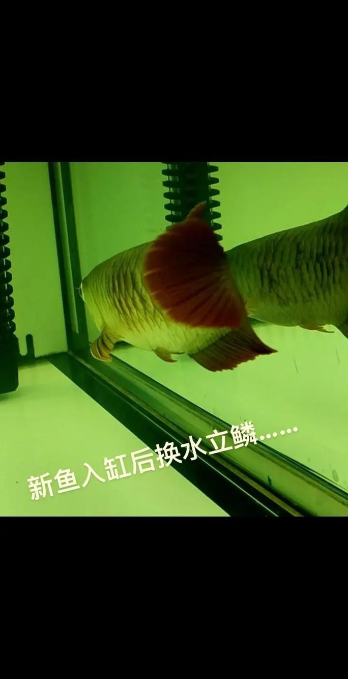 如何給超血紅龍魚換水？ 如何給超血紅龍魚換水？ 龍魚百科 第6張