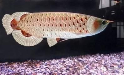 龍魚吃了異物怎么處理好：當龍魚誤食異物時