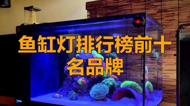 有哪些增色燈適合金龍魚(yú)？ 有哪些增色燈適合金龍魚(yú)？ 龍魚(yú)百科 第14張