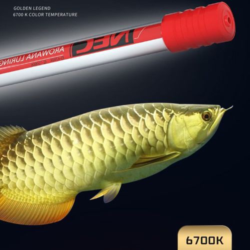有哪些增色燈適合金龍魚(yú)? 龍魚(yú)百科 第10張 有哪些增色燈適合金龍魚(yú)? 有哪些增色燈適合金龍魚(yú)? 龍魚(yú)百科 第10張