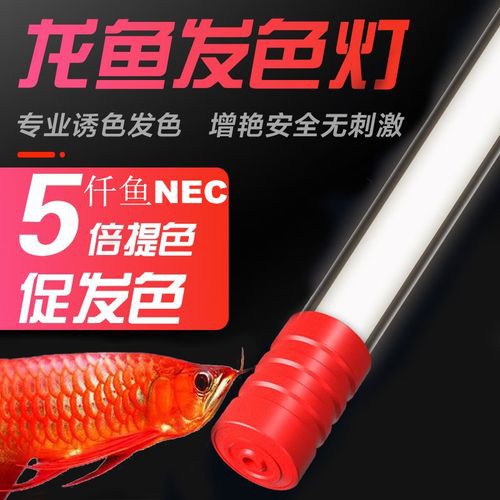 有哪些增色燈適合金龍魚(yú)？ 有哪些增色燈適合金龍魚(yú)？ 龍魚(yú)百科 第2張