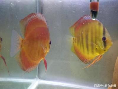 龍魚必須打氧嗎：龍魚是否必須打氧？