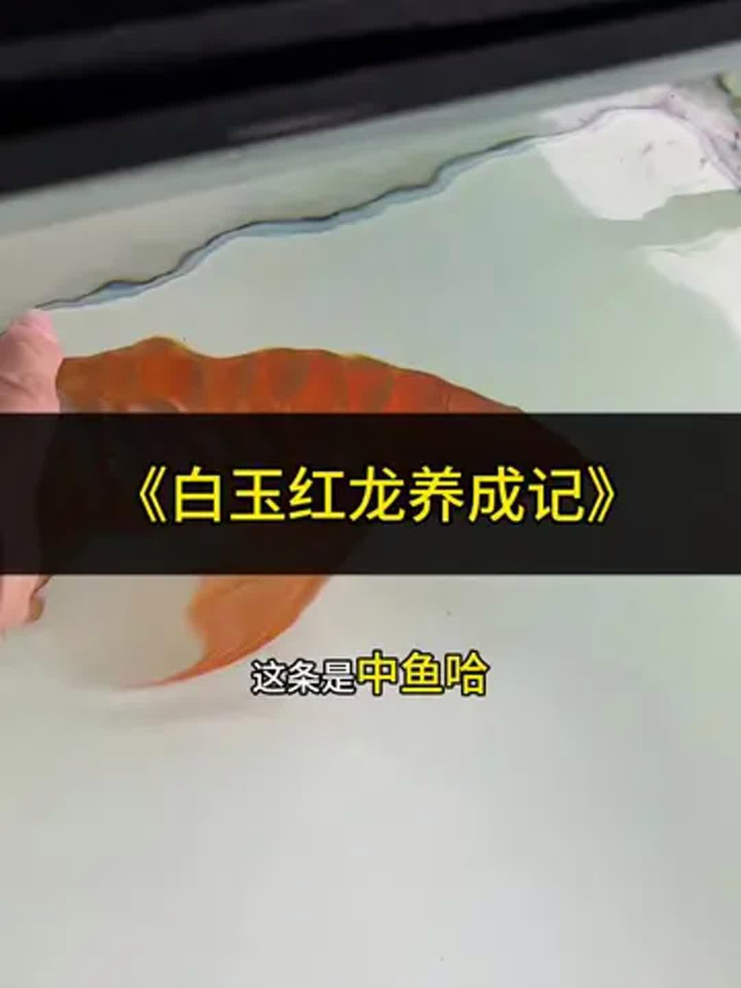 紅龍魚(yú)發(fā)色期間應(yīng)該喂什么食物？ 紅龍魚(yú)發(fā)色期間應(yīng)該喂什么食物？ 龍魚(yú)百科 第6張