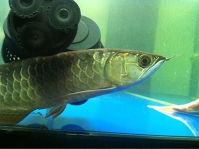 龍魚總是沉底兒是咋回事兒？：龍魚總是沉底兒是咋回事？