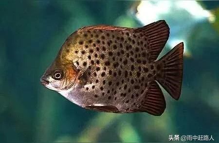 龍魚缸水泵流量選擇：龍魚魚缸水泵流量的選擇