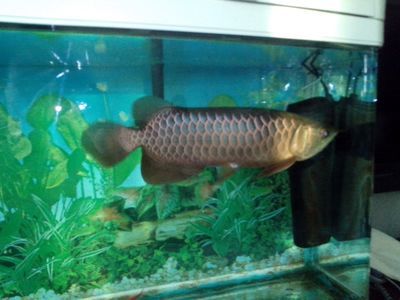 新加坡綠龍魚是什么魚：關(guān)于新加坡綠龍魚的介紹