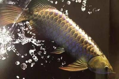 龍魚沉頭能恢復(fù)嗎：龍魚沉頭可能由多種原因引起，可能由多種原因引起