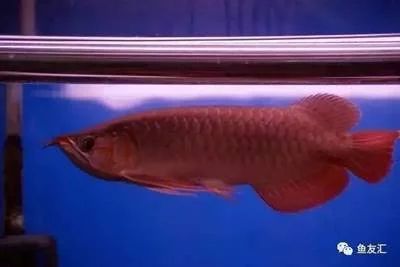 最貴的龍魚(yú)是血紅龍，曾經(jīng)有一條500萬(wàn)的高價(jià)賣(mài)出：最貴的龍魚(yú)多少錢(qián)一條