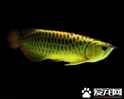 最貴的龍魚(yú)是血紅龍，曾經(jīng)有一條500萬(wàn)的高價(jià)賣(mài)出：最貴的龍魚(yú)多少錢(qián)一條