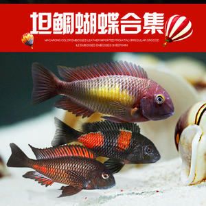 蝴蝶鯉的魚食龍魚可以吃嗎？：蝴蝶鯉的魚食可以供龍魚食用嗎，