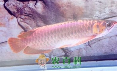 紅龍魚吃不下了要不要撈出來：補充信息的方法