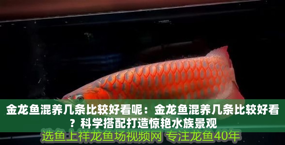 金龍魚混養幾條比較好看呢：金龍魚混養幾條比較好看？科學搭配打造驚艷水族景觀