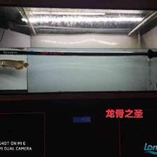 養龍魚需要用加熱棒嗎：養殖龍魚必須用加熱棒嗎養龍魚必須用加熱棒嗎 養龍魚需要用加熱棒嗎：養殖龍魚必須用加熱棒嗎養龍魚必須用加熱棒嗎 龍魚百科 第3張