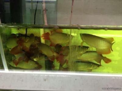 龍魚養死了：龍魚死亡可能由多種因素引起， 龍魚養死了：龍魚死亡可能由多種因素引起， 龍魚百科 第2張