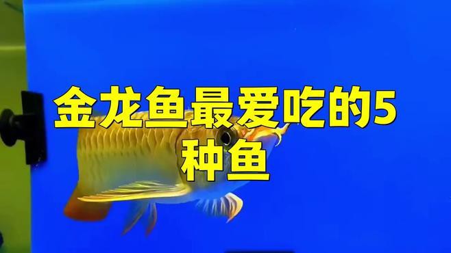 過背金龍可以喂哪些食物？ 過背金龍可以喂哪些食物？ 龍魚百科 第6張