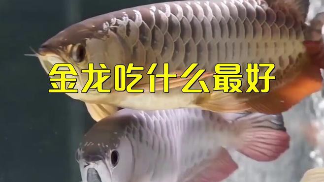 過背金龍可以喂哪些食物？ 過背金龍可以喂哪些食物？ 龍魚百科 第1張