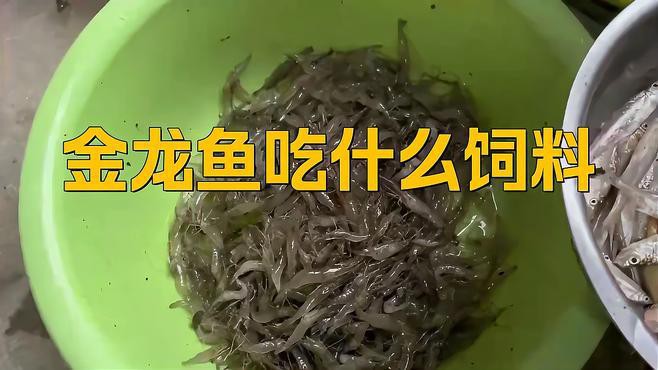 過背金龍可以喂哪些食物？ 過背金龍可以喂哪些食物？ 龍魚百科 第4張