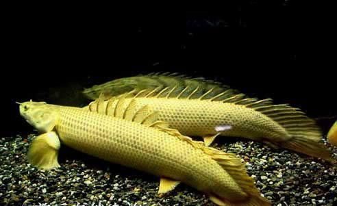 六角恐龍魚吃飼料嗎？：六角恐龍魚可以吃飼料嗎